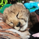 Illustration for article titled Cheetah Cub Meets Puppy BFF